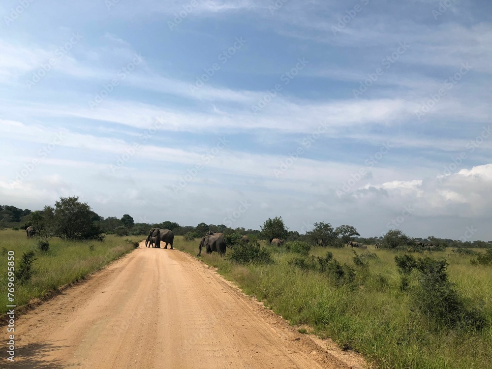 a group of elephants walking on a road