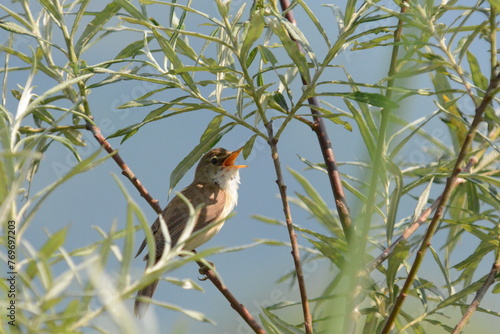 cannareccione photo