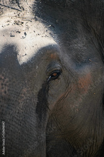 Close-up of a majestic elephant