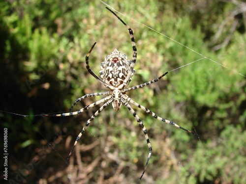 Closeup of a spider hanging on a web on a background of green shrubs