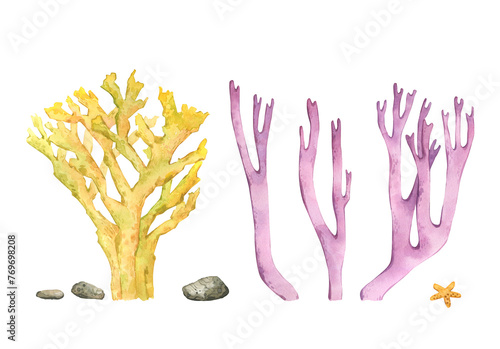 Hand drawn corals and stones isolated on a white background. Watercolor illustration.