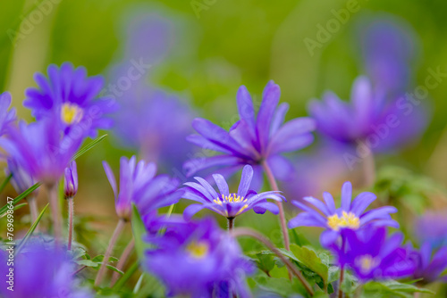 Solf selective focus of violet blue flowers Anemonoides blanda in garden, Oosterse anemoon or Grecian windflower is a species of flowering plant in the family Ranunculaceae, Natural foral background.
