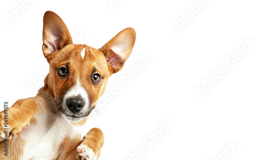 Adorable Pup Lying in Top View Shot, Isolated on White Background, Generative Ai © Usama