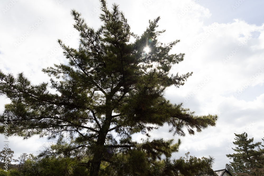 Fototapeta premium Nara Park and Todaiji temple