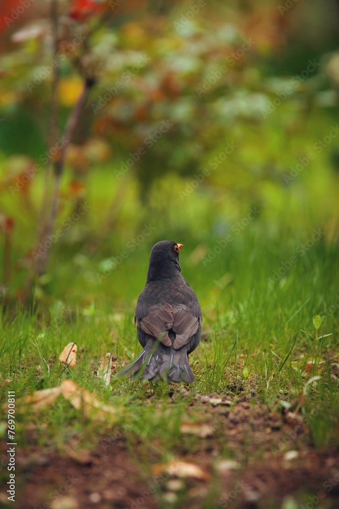 Obraz premium Selective focus shot of a blackbird perched on a green grassy field