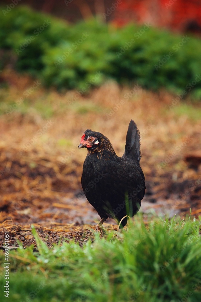 Vertical selective focus shot of a black chicken perched on a farm field Vertical selective focus shot of a black chicken perched on a farm field