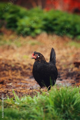 Vertical selective focus shot of a black chicken perched on a farm field