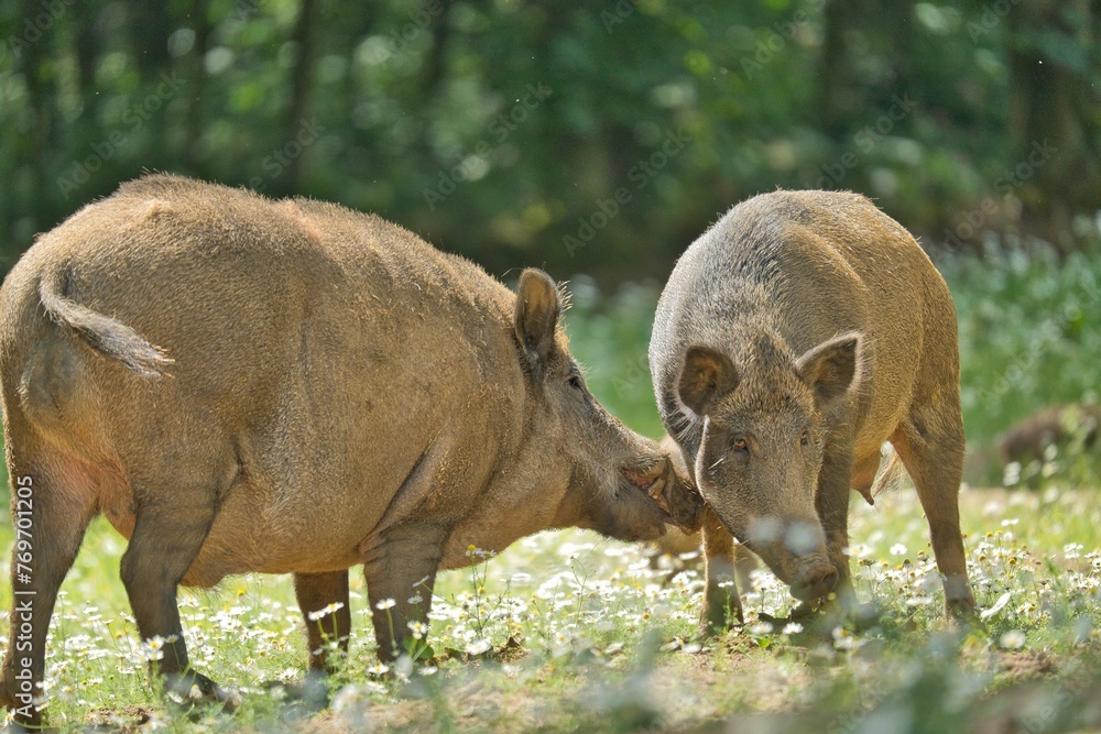 Fototapeta premium Closeup of two wild boars standing in a green field