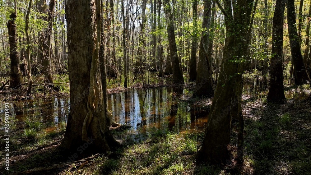 Fototapeta premium Natural low country swamp wetlands in low country South Carolina with cypress trees in dense forest in nature with wildlife and peaceful river under sunshine in Spring