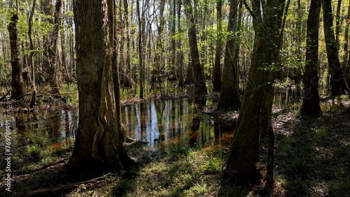 Natural low country swamp wetlands in low country South Carolina with cypress trees in dense forest in nature with wildlife and peaceful river under sunshine in Spring