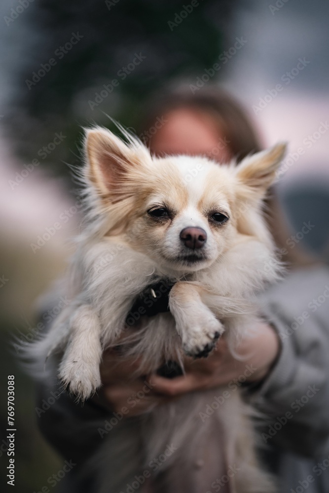 Young woman with a Chihuahua in her arms Young woman with a Chihuahua in her arms