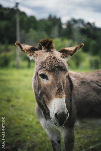 Adorable Cotentin Donkey standing on lush green grass in a field