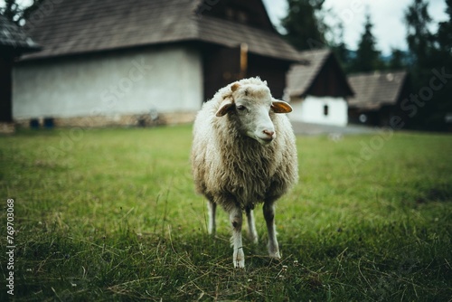 White-furred sheep in a lush, green field, with a  barn in the background photo