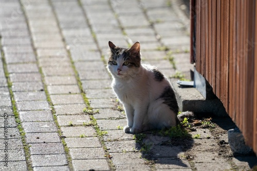 Adorable tabby striped cat sits perched on the side of a paved road © Wirestock