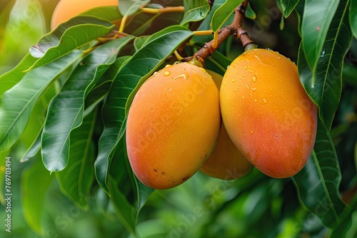 closeup of a yellow fresh sweat ripe mango on a tree with leaves in summer season