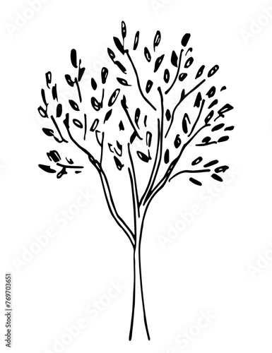 Simple vector ink sketch. Deciduous tree isolated on white background. Doodle black outline drawing. Nature, forest vegetation.