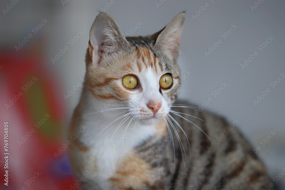 Adorable tabby cat illuminated in a warm light, gazing into the distance