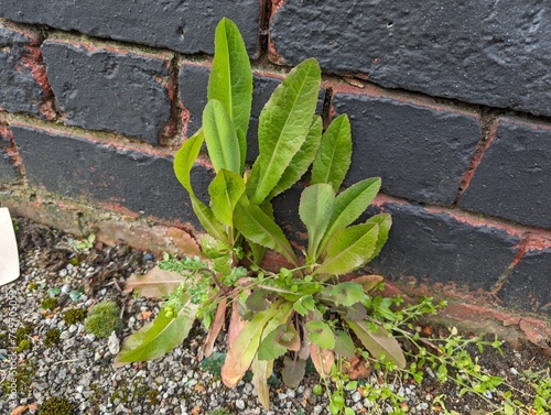 A wild lettuce (Lactuca) growing in an urban environment
