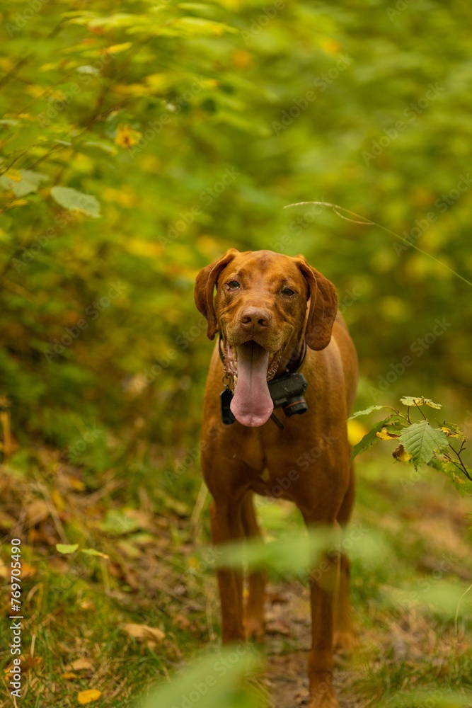 Beautiful brown Vizsla stands atop a grassy hill overlooking a lush forest