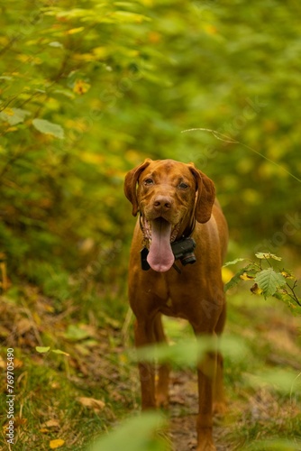 Beautiful brown Vizsla stands atop a grassy hill overlooking a lush forest