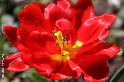 red flower in the garden 