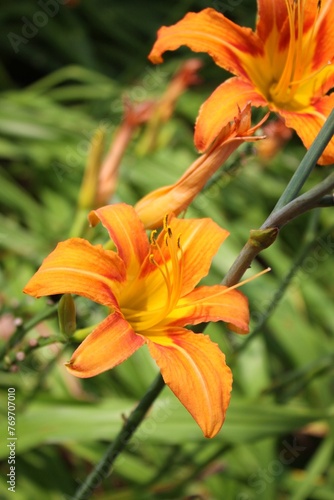 orange lily in the garden