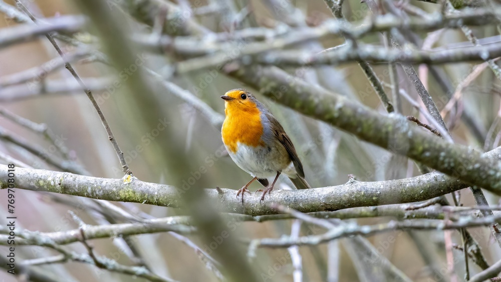 European Robin (Erithacus rubecula) perched on a leafless tree branch European Robin (Erithacus rubecula) perched on a leafless tree branch