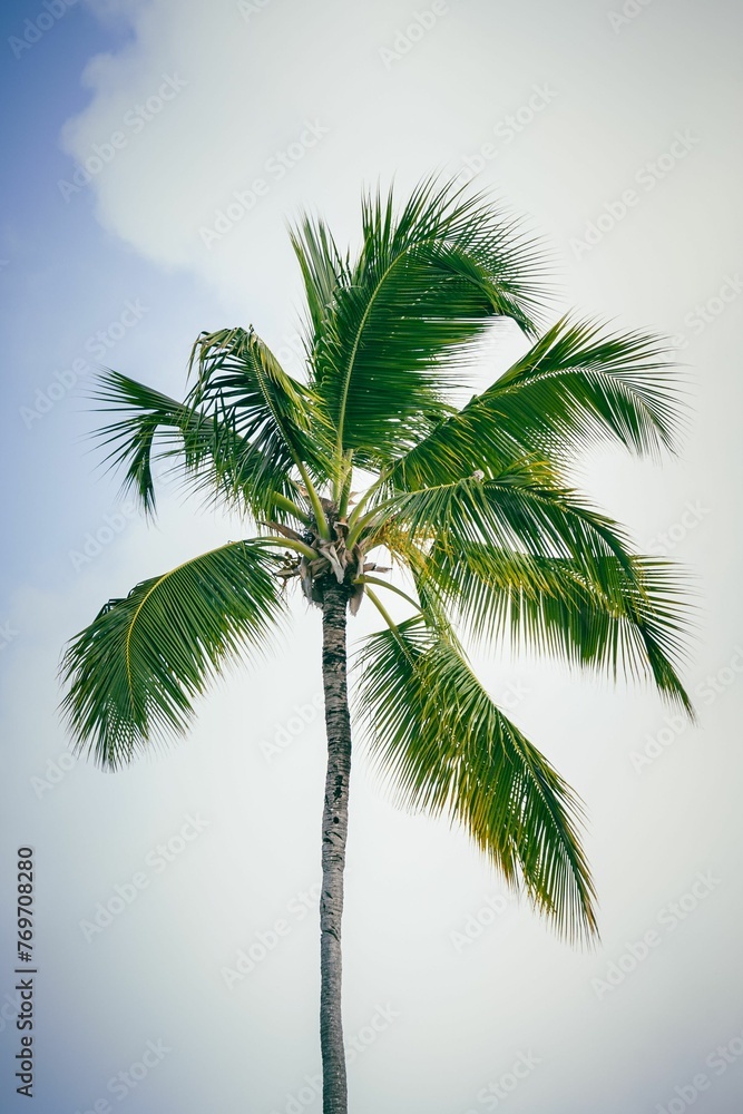 Fototapeta premium Scenic view of a vibrant green palm tree standing against a white cloud