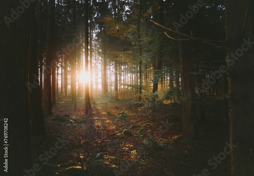 Fototapeta Naklejka Na Ścianę i Meble -  Scenic outdoor shot of a sunlit path through an idyllic forest