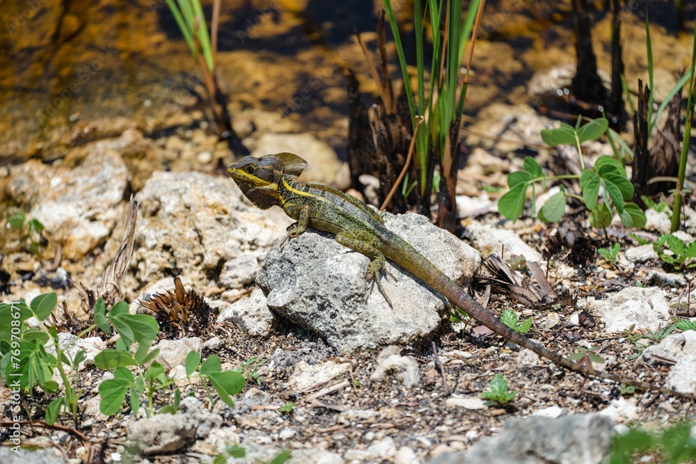 Close-up of a common basilisk lizard perched atop a rocky outcrop Close-up of a common basilisk lizard perched atop a rocky outcrop