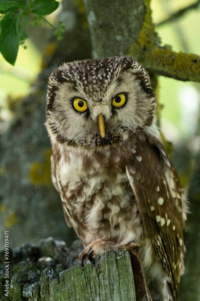 Obraz premium Majestic owl perched on a tree branch, staring into the distance with its large, golden eyes