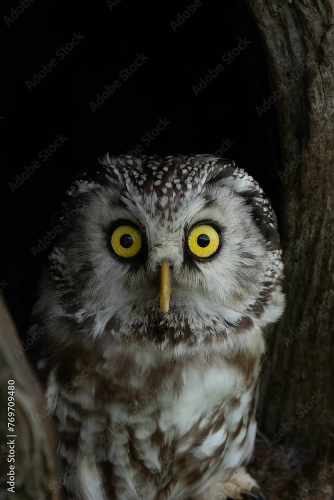 Majestic owl perched on a tree branch, staring into the distance with its large, golden eyes Majestic owl perched on a tree branch, staring into the distance with its large, golden eyes