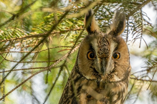 Majestic owl perched on a tree branch, staring into the distance with its large, golden eyes