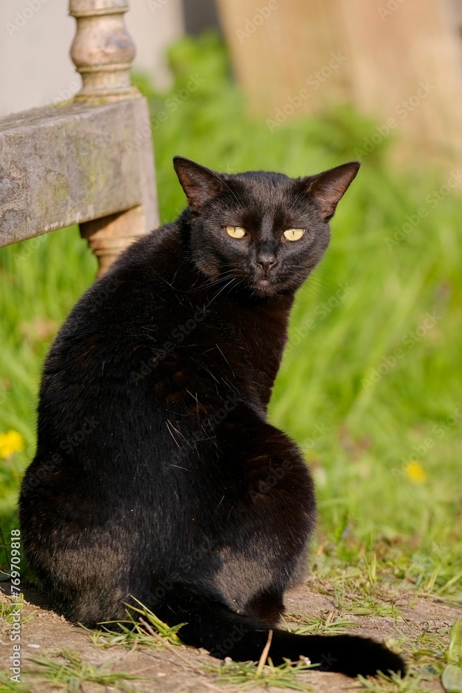 Black cat enjoying a sunny day sitting on a wooden bench in a lush green garden
