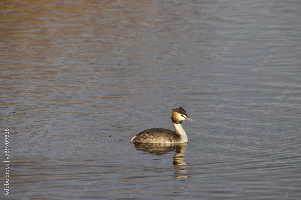 Great crested grebe floating in the tranquil body of water. Podiceps cristatus. Great crested grebe floating in the tranquil body of water. Podiceps cristatus.