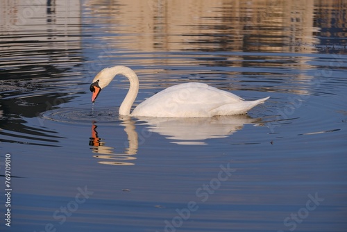 Closeup of a white swan swimming in a pond