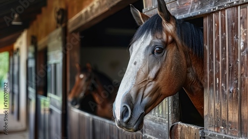The Noble Gaze of a Thoroughbred Horse Peering Over Wooden Stable Doors © coco