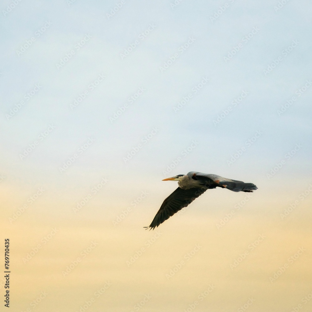 Naklejka premium Majestic blue heron in mid-flight during a beautiful sunset.