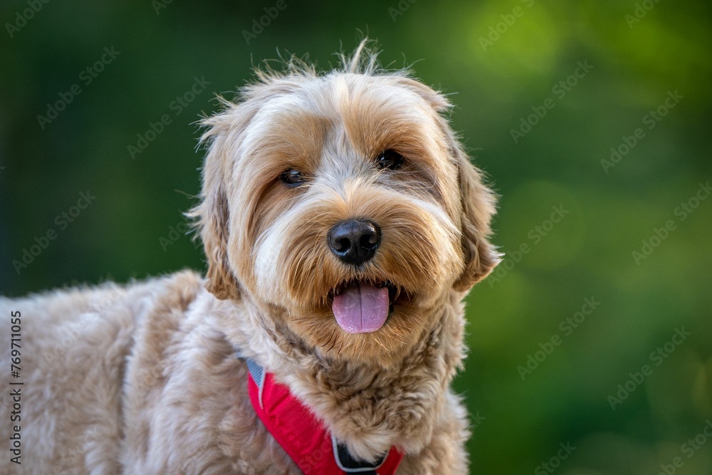 Adorable brown domestic dog