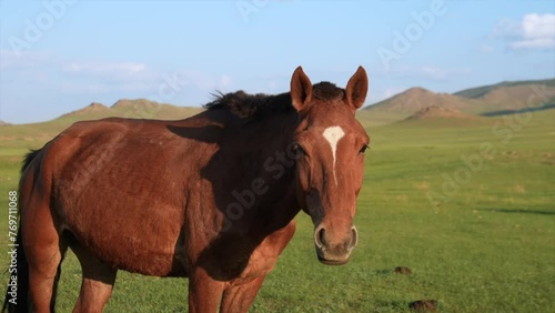 Single brown horse on a green field during a sunny day