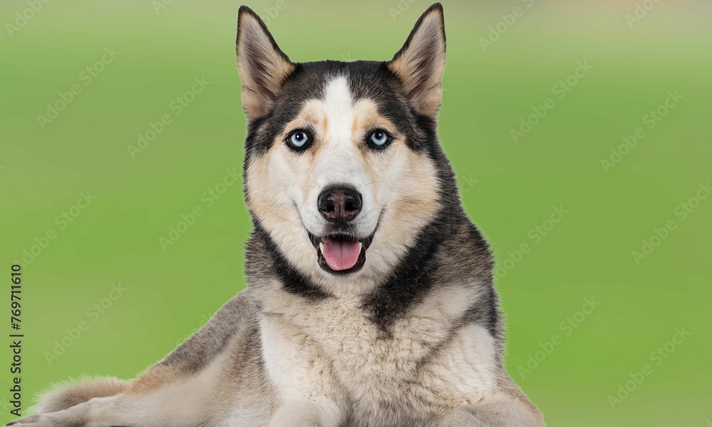 Closeup of a beautiful husky dog on a blurry green background