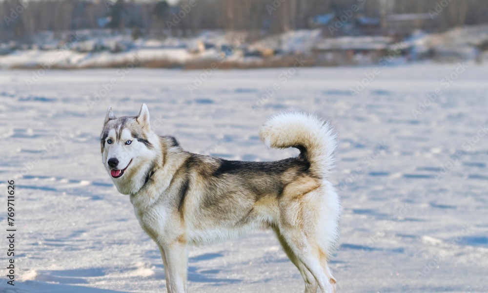 Closeup of a beautiful husky dog in the snow