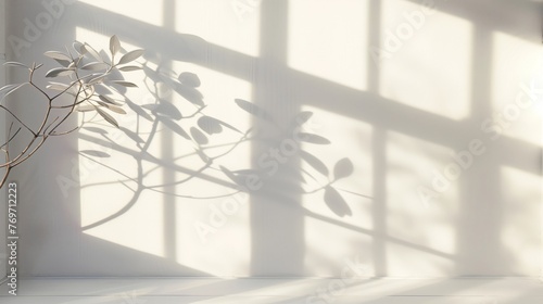White blank background, Soft afternoon winter window light with a plant shadow