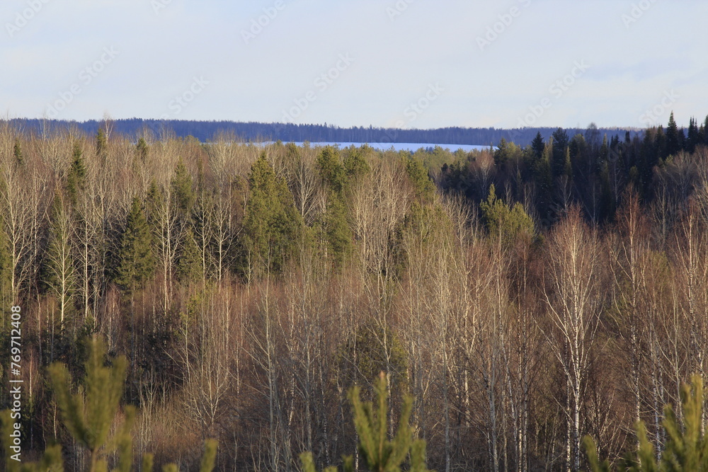 landscape of forests of northeastern Europe in early March on a sunny day