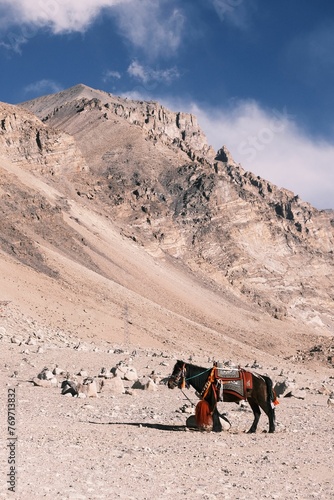 Horse at Everest Base Camp photo