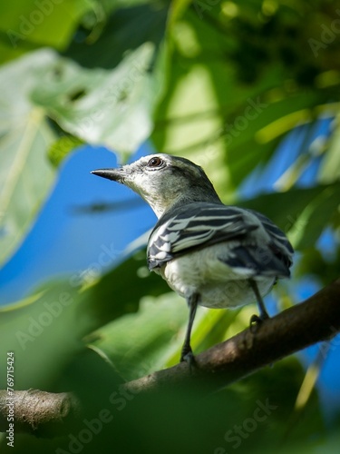 Low angle shot of a Pied Triller perched on a tree branch in Mandaue City photo