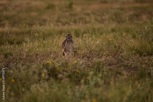 Owl in the middle of an open field in the daytime