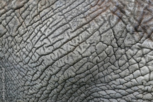 Closeup shot of details on wrinkled gray elephant skin
