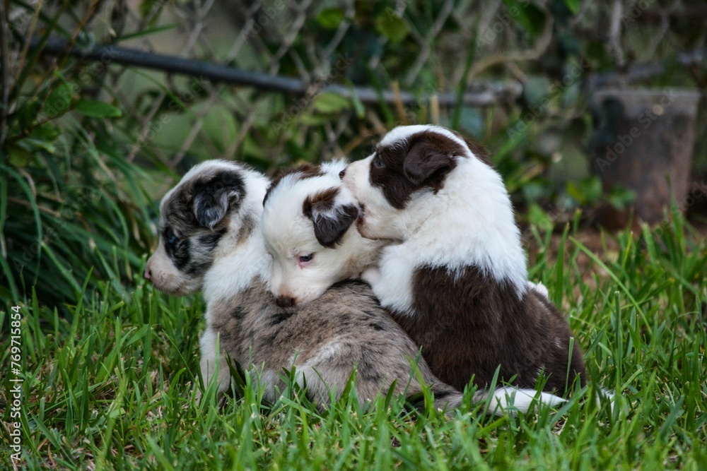 Two adorable Australian Shepherd puppies playing in lush green grass.