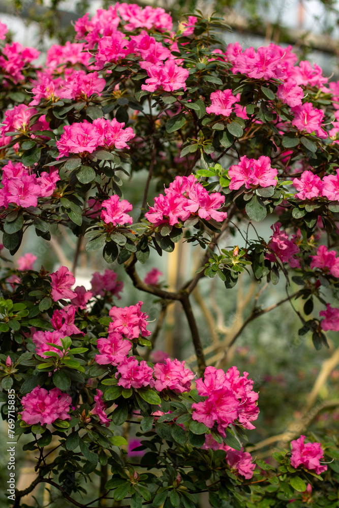 Fiery Azalea Delight Flowers in the Garden